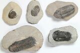 Lot: Assorted Devonian Trilobites - Pieces #119717-1